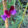 Zweifarbige Duftwicke Matucana (Lathyrus odoratus) Samen