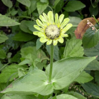 Zinnie Envy (Zinnia elegans) Samen