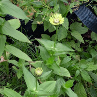 Zinnie Envy (Zinnia elegans) Samen