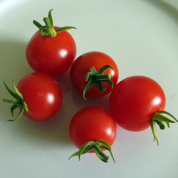 Italienische Kirschtomate Ciliegia (solanum lycopersicum) Bio-Saatgut