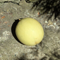 Honigmelone Oliwin (Cucumis melo) Samen