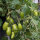 Gelbe Buschtomate Banana Legs (Solanum lycopersicum) Samen