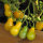 Gelbe Cocktailtomate Yellow Pear (Solanum lycopersicum) Samen