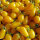 Gelbe Cocktailtomate Yellow Pear (Solanum lycopersicum) Samen