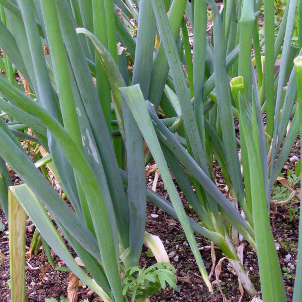Lauchzwiebel White Lisbon  (Allium cepa) Samen