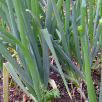 Lauchzwiebel White Lisbon  (Allium cepa) Samen