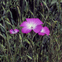 Gewöhnliche Kornrade (Agrostemma githago) Samen