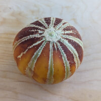 Honigmelone Kajari (Cucumis melo) Samen
