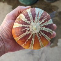 Honigmelone Kajari (Cucumis melo) Samen