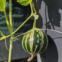 Honigmelone Kajari (Cucumis melo) Samen