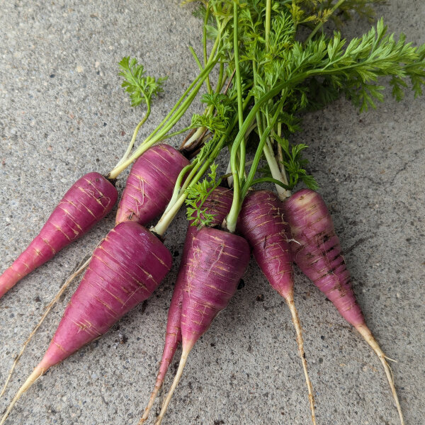 Violette Karotte Gniff (Daucus carota) Bio-Saatgut