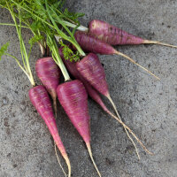 Violette Karotte Gniff (Daucus carota) Bio-Saatgut