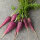 Violette Karotte Gniff (Daucus carota) Bio-Saatgut