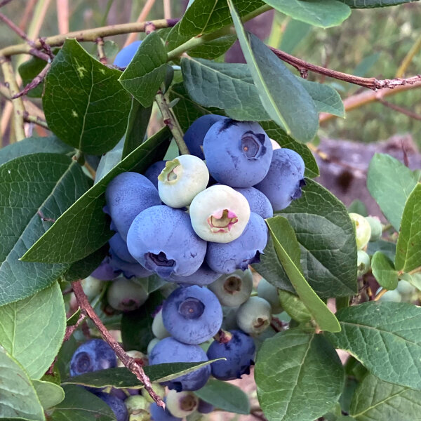 Kulturheidelbeere (Vaccinium corymbosum) Samen
