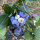 Kulturheidelbeere (Vaccinium corymbosum) Samen