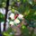 Kulturheidelbeere (Vaccinium corymbosum) Samen