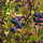 Kulturheidelbeere (Vaccinium corymbosum) Samen