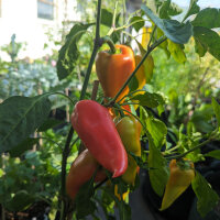 Paprika Roter Augsburger (Capsicum annuum) Bio-Saatgut