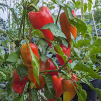 Paprika Roter Augsburger (Capsicum annuum) Bio-Saatgut