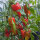 Paprika Roter Augsburger (Capsicum annuum) Bio-Saatgut