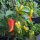 Paprika Roter Augsburger (Capsicum annuum) Bio-Saatgut