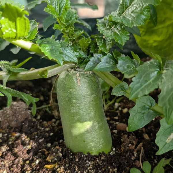 Grüner Rettich Green Luobo (Raphanus sativus) Samen