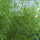 Dill Compact (Anethum graveolens) Samen