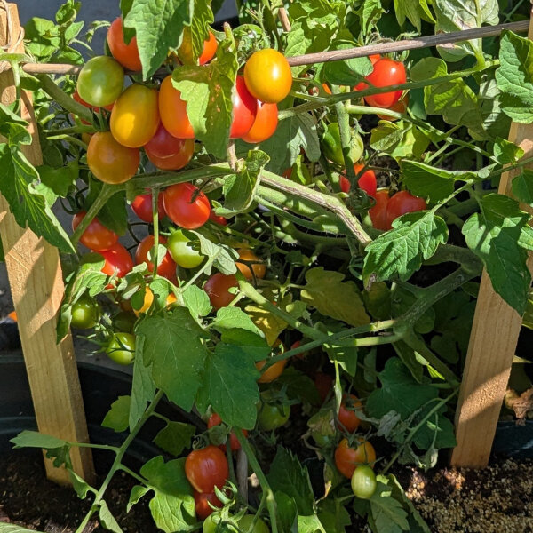 Cocktailtomate Principe Borghese (Solanum lycopersicum) Samen