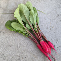 Radieschen Rote Riesen (Raphanus sativus) Samen