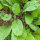 Radieschen Rote Riesen (Raphanus sativus) Samen