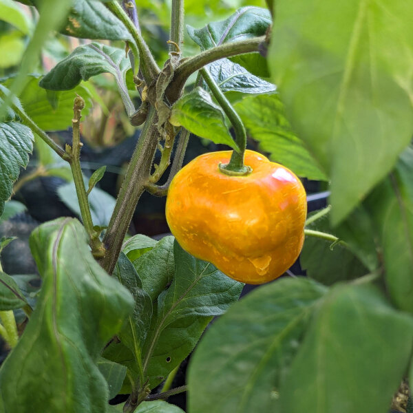 Baumchili Rocoto Canario (Capsicum pubescens) Samen