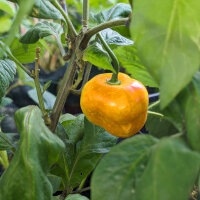 Baumchili Rocoto Canario (Capsicum pubescens) Samen