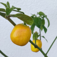 Baumchili Rocoto Canario (Capsicum pubescens) Samen