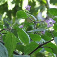 Baumchili Rocoto Canario (Capsicum pubescens) Samen