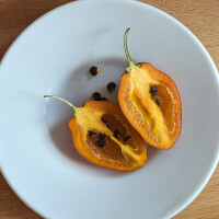 Baumchili Rocoto Canario (Capsicum pubescens) Samen