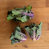 Kohlröschen (Brassica oleracea var. gemmifera x...