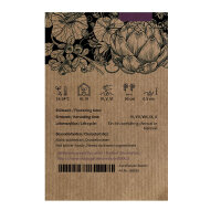 Violetter Blumenkohl Violetta di Sicilia (Brassica oleracea var. botrytis) Samen