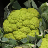 Grüner Blumenkohl Verde di Macerata (Brassica...