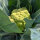 Grüner Blumenkohl Verde di Macerata (Brassica oleracea var. botrytis) Samen