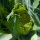 Grüner Blumenkohl Verde di Macerata (Brassica oleracea var. botrytis) Samen