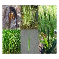 Getreide-Sortiment - Samenset