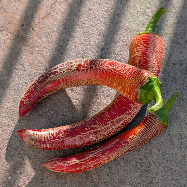 Chili Elefant (Capsicum annuum) Bio-Saatgut