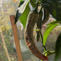Chili Elefant (Capsicum annuum) Bio-Saatgut