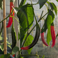 Koreanischer Chili Taeyang Medium (Capsicum annuum)...