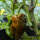 Paprika Sweet Chocolate (Capsicum annuum) Samen