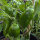 Paprika Sweet Chocolate (Capsicum annuum) Samen
