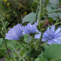 Catalogna Puntarella Galatina (Cichorium intybus var. foliosum) Samen