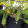 Netzgurke Salome (Cucumis sativus) Bio-Saatgut