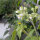 Zwerg-Tamarillo / Zwerg-Baumtomate (Solanum abutiloides) Samen