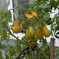Tomate Dattelwein (Solanum lycopersicum) Samen